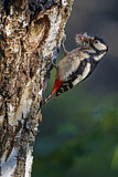 Image. Great Spotted Woodpecker