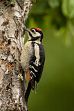 Image. Great Spotted Woodpecker