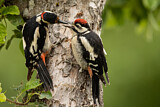 Image. Great Spotted Woodpecker