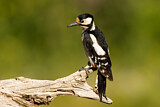 Image. Great Spotted Woodpecker