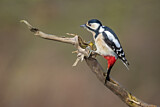 Image. Great Spotted Woodpecker