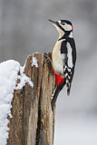 Image. Great Spotted Woodpecker