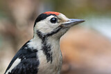 Image. Great Spotted Woodpecker