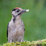 Image. Great Spotted Woodpecker