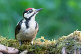 Image. Great Spotted Woodpecker