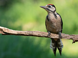 Image. Great Spotted Woodpecker