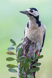 Image. Great Spotted Woodpecker
