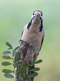Image. Great Spotted Woodpecker