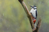 Image. Great Spotted Woodpecker