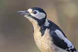 Image. Great Spotted Woodpecker