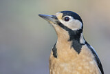 Image. Great Spotted Woodpecker