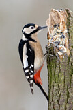 Image. Great Spotted Woodpecker