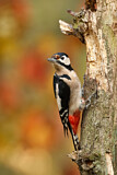 Image. Great Spotted Woodpecker