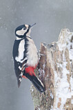 Image. Great Spotted Woodpecker