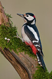 Image. Great Spotted Woodpecker