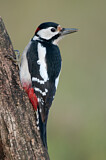 Image. Great Spotted Woodpecker