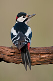 Image. Great Spotted Woodpecker