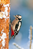 Image. Great Spotted Woodpecker