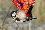 Image. Great Spotted Woodpecker