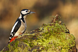 Image. Great Spotted Woodpecker