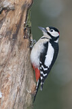 Image. Great Spotted Woodpecker