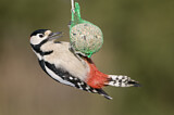 Image. Great Spotted Woodpecker