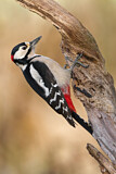Image. Great Spotted Woodpecker