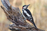 Image. Great Spotted Woodpecker