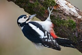 Image. Great Spotted Woodpecker