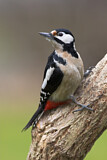Image. Great Spotted Woodpecker