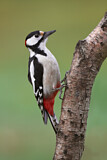 Image. Great Spotted Woodpecker