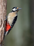 Image. Great Spotted Woodpecker