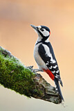 Image. Great Spotted Woodpecker