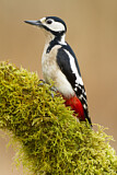 Image. Great Spotted Woodpecker