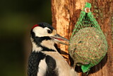 Image. Great Spotted Woodpecker