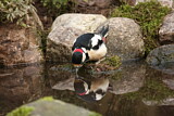 Image. Great Spotted Woodpecker