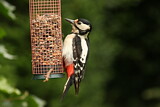 Image. Great Spotted Woodpecker