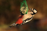 Image. Great Spotted Woodpecker