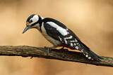 Image. Great Spotted Woodpecker