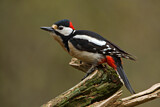 Image. Great Spotted Woodpecker