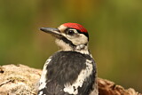 Image. Great Spotted Woodpecker