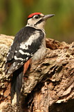 Image. Great Spotted Woodpecker