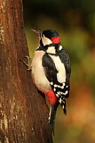 Image. Great Spotted Woodpecker