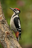Image. Great Spotted Woodpecker