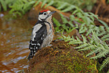 Image. Great Spotted Woodpecker