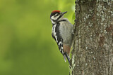 Image. Great Spotted Woodpecker