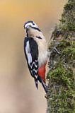Image. Great Spotted Woodpecker