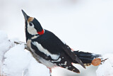 Image. Great Spotted Woodpecker