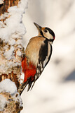 Image. Great Spotted Woodpecker