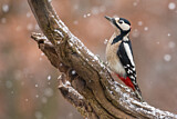 Image. Great Spotted Woodpecker